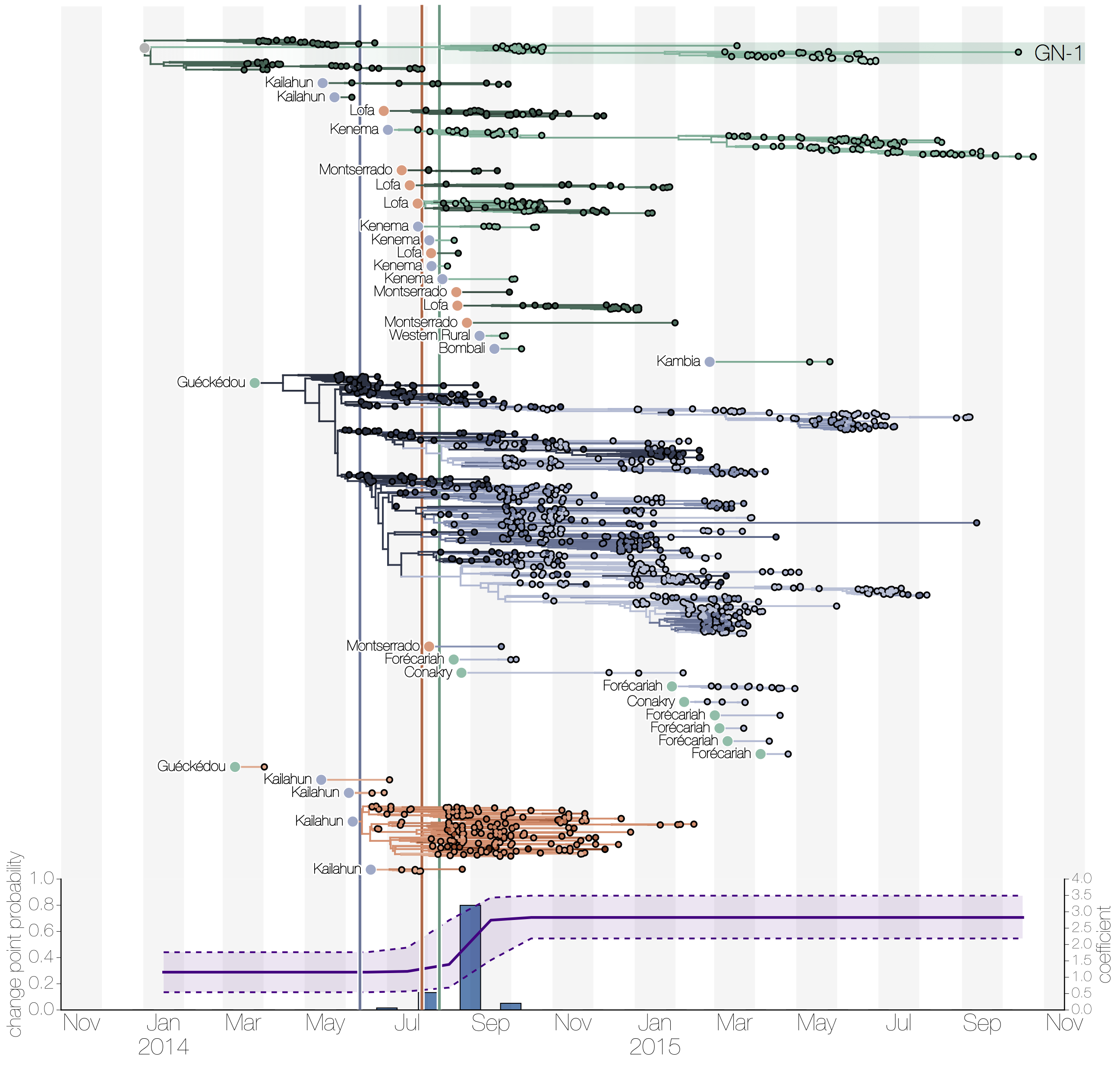 Phylogeny of all Ebola virus genomes from the 2014 West African epidemic split into continuous periods of evolution at country level (green is Guinea, blue is Sierra Leone, red is Liberia) from Dudas et al (2017). The lineage marked GN-1 (at the top) had been detected by three separate groups sequencing in Guinea at different times and appeared rare or on the verge of extinction each time. The long persistence of an apparently rare and geographically confined lineage is unusual, so retrospective sequence data could be very illuminating here.