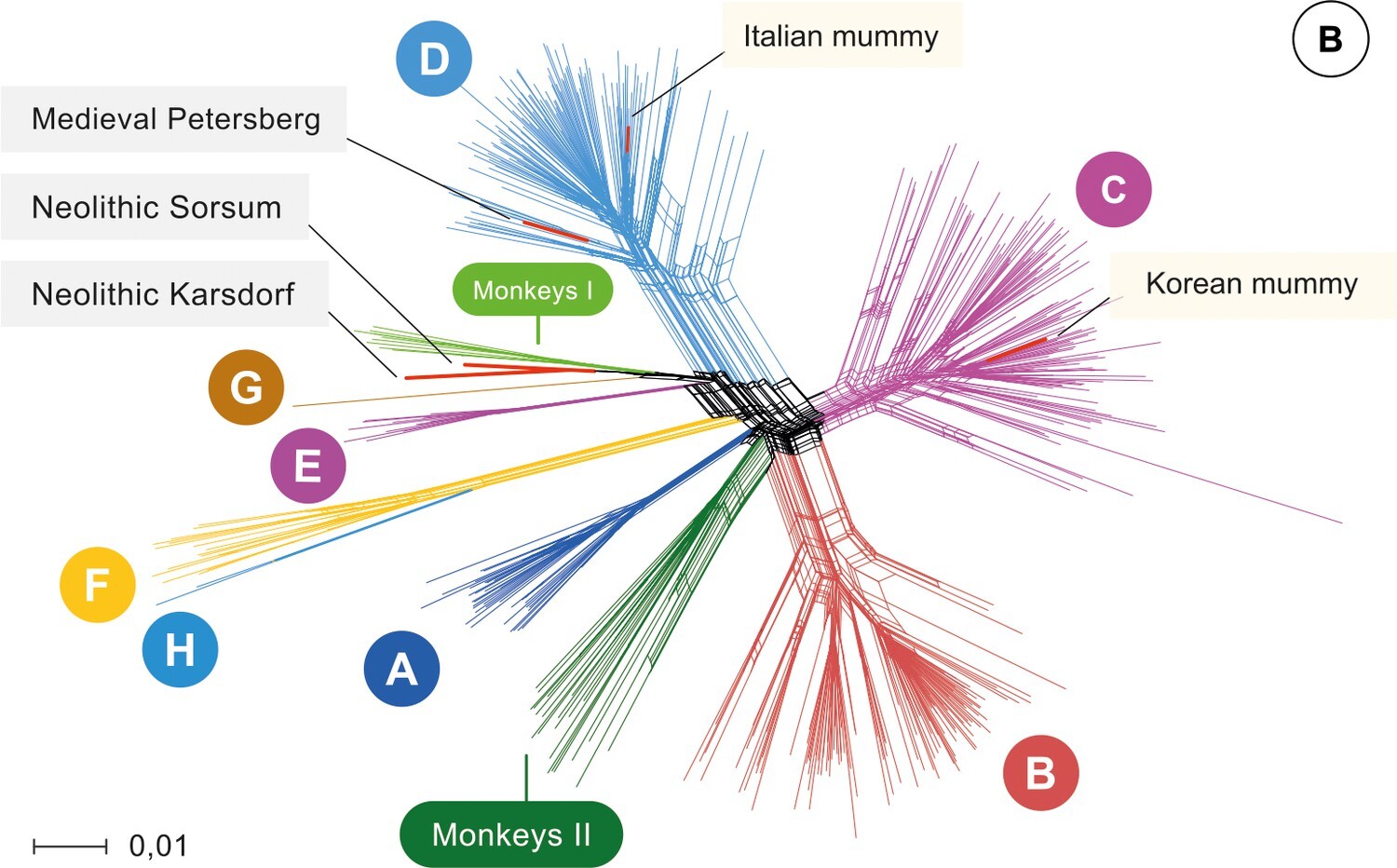 Phylogenetic network of hepatitis B virus sequences from Krause-Kyora et al (2018).