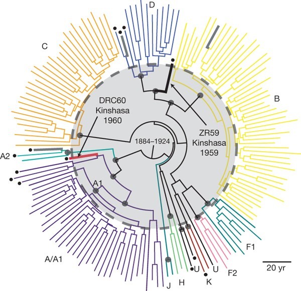 Phylogenetic tree of HIV-1 sequences from Worobey et al (2008).