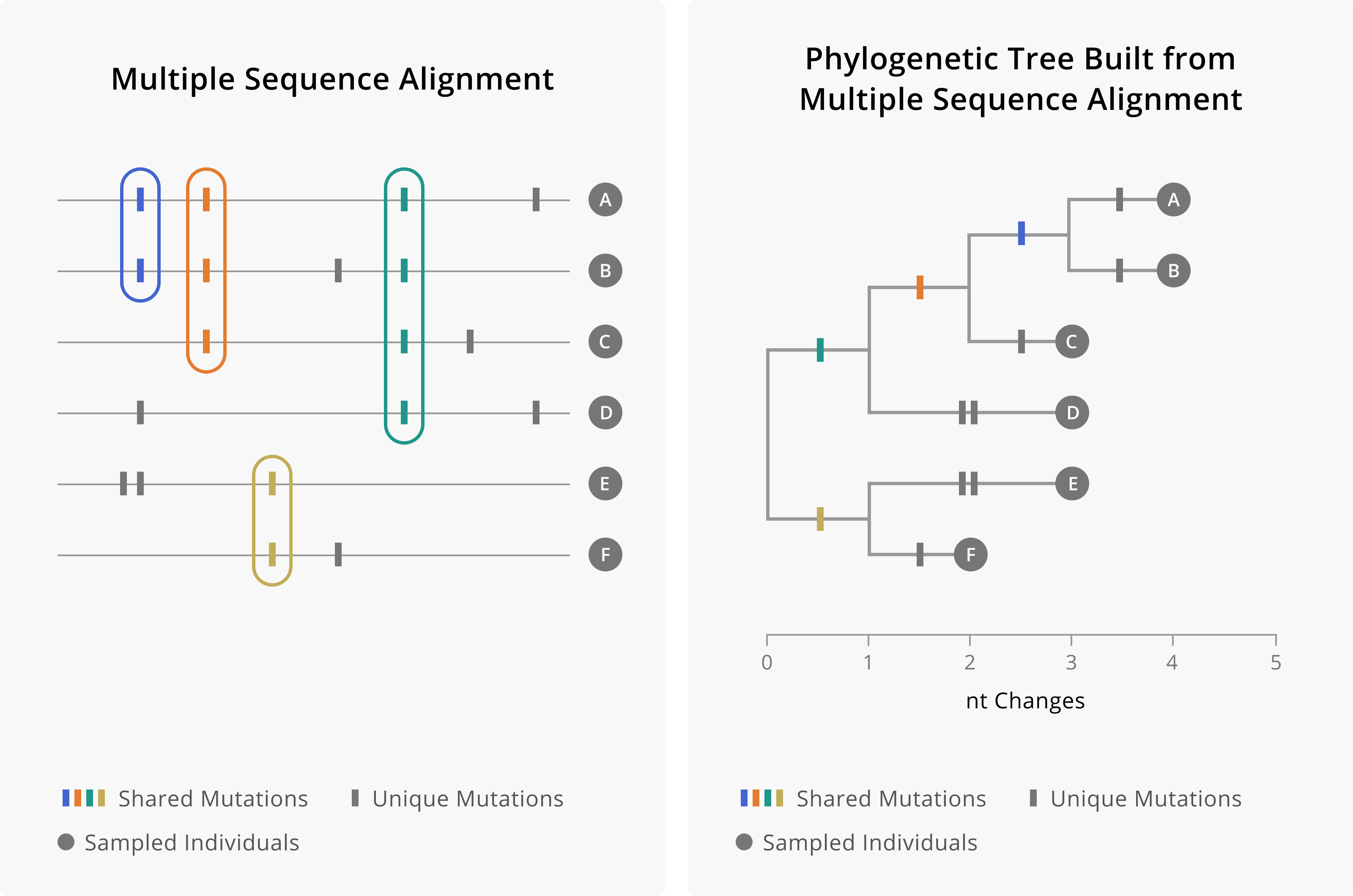 On the left is a theoretical multiple sequence alignment of genomes A through F. Shared mutations are found in multiple samples, while unique mutations are found only in one sampled sequence. We use this pattern of shared and unique mutations to build the phylogenetic tree, which hierarchically clusters tips according to which mutations they share. Mutations occur along branches, such that tips that descend from a branch will share that mutation. When mutations are shared by more samples, then those mutations would have occurred more deeply in the tree. Mutations that are unique to samples occur on external branches, whose only descendent is the sampled tip.