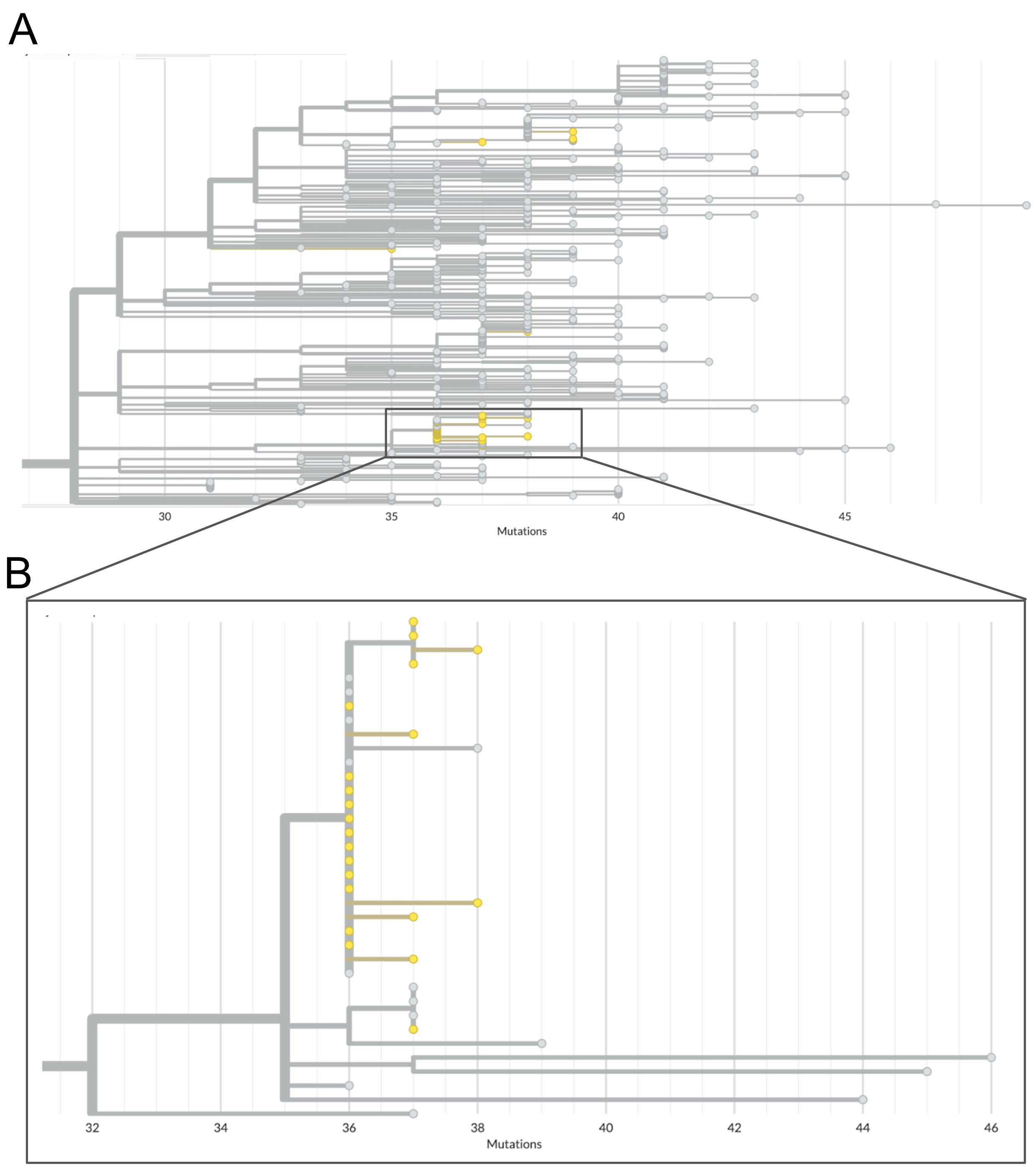Phylogenetic tree of jail sequences and representatively-sampled contextual sequences. A) The top panel of this figure shows the clade within which all jail sequences group with other contextual sequences. Contextual sequences are shown in grey while jail sequences are coloured yellow. In this view you can see the broad distribution of some jail sequences across the entire clade, as well as one cluster of jail sequences which appear closely genetically-related. B) A zoomed-in view of the clade which clusters many jail sequences together. Many of the jail sequences within this cluster have identical genome sequences, and therefore appear stacked vertically along the root node of the outbreak clade. We see other jail sequences within this cluster that appear to have one or two additional nucleotide mutations.