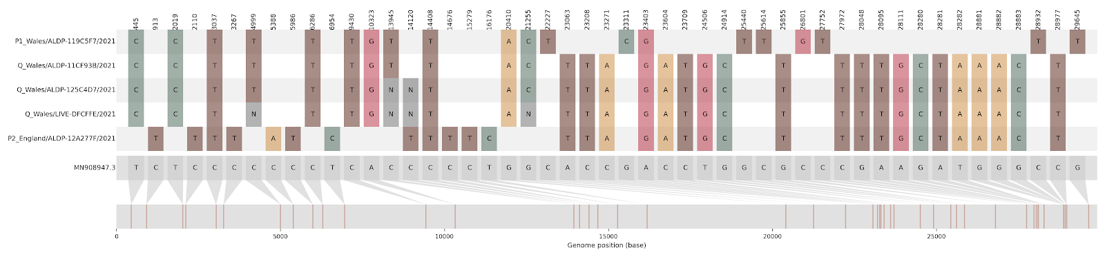 This condensed alignment shows mutations in the SARS-CoV-2 genome compared to the Wuhan-Hu-1 reference strain (shown in grey at the bottom, with mutation positions mapped below). The first and fifth sequences in the alignment (P1 Wales, and P2 England) are the non-recombinant "parent" sequences, while sequences two, three, and four (all Q Wales) represent the putative recombinant sequences. The P1 Wales virus is assigned Pango lineage B.1.177 and the P2 England virus is B.1.1.7. Looking at the alignment, you can see that the Q Wales sequences have SNPs characteristic of the B.1.177 virus in the first portion of the alignment, and then SNPs characteristic of B.1.1.7 in the latter portion of the alignment. The shift in which parent the Q Wales sequences look like, aka the recombination breakpoint, occurs between site 21255 and site 22227.